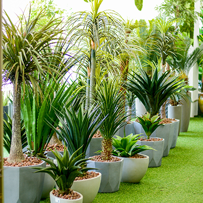 plantas